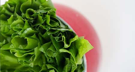 Indian Lettuce